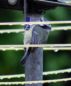 Blue Tit