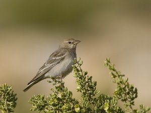 Pale Rock Sparrow