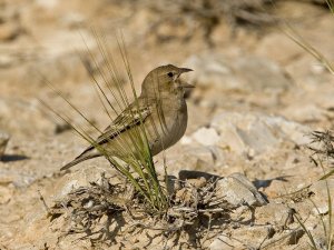 Pale Rock Sparrow singing