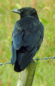 Carrion crow