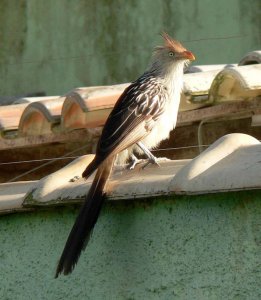 Guira Cuckoo