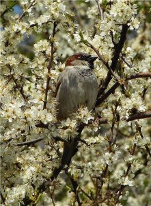 House sparrow