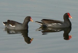 Moorhen or Common Gallinule