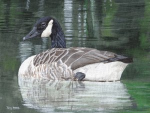 Canada goose