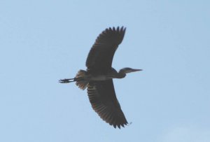 Grey heron