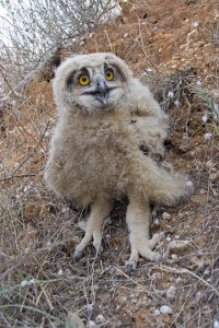 Eagle owl