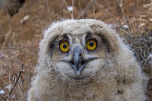 Eagle owl