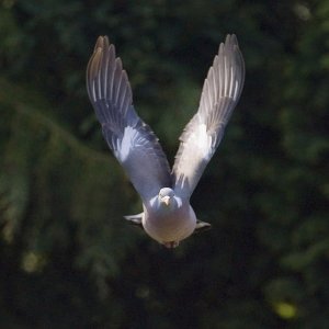 Pigion in flight