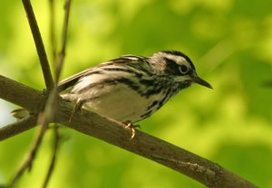 black and White Warbler