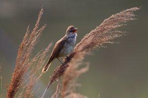 Singing at dawn