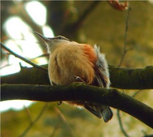 (Eurasian) Nuthatch