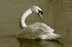 Mute Swan on Pool