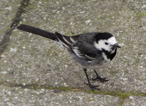 Pied wagtail