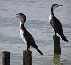 Pied Shag