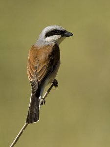 Red Backed Shrike