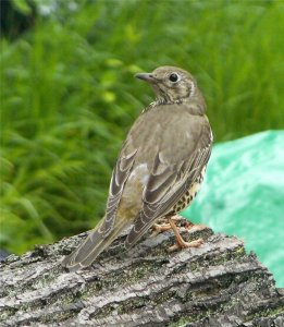 Mistle thrush