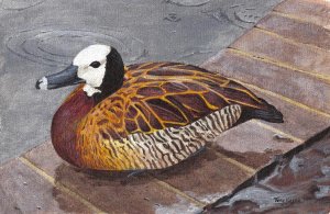 White-faced whistling duck