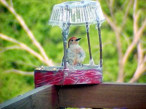 Red Bellied Woodpecker Male front