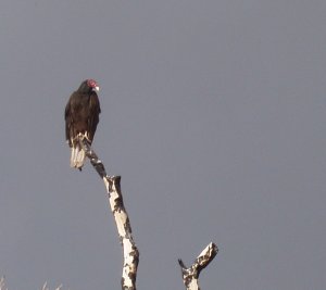 Lofty Perch