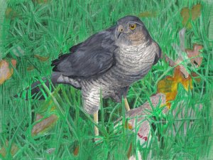 (Eurasian) Sparrowhawk