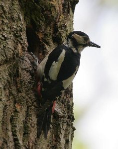 Great Spotted Woodpecker