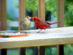 Kissy Cardinals