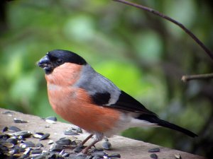 Bullfinch