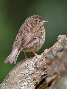 Young Dunnock