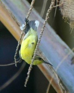 One-Legged Sunbird
