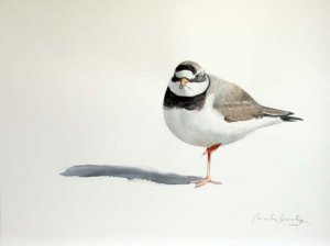 ringed plover