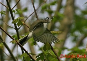 Blue-gray Gnatcatcher