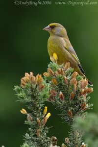 Greenfinch