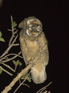 Long eared Owl