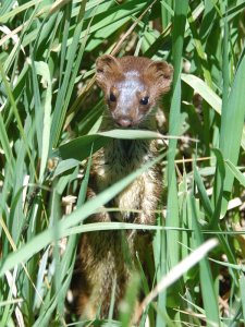 Brown Weasel in the Grass