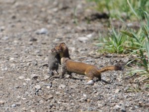 Brown Weasel with Meadow Vole