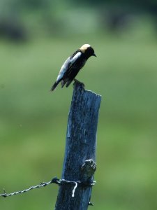 Bobolink