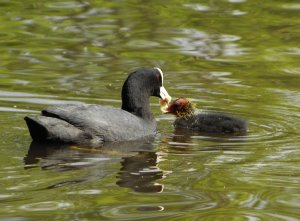 coot sandwich