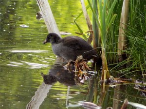 (Common) Moorhen