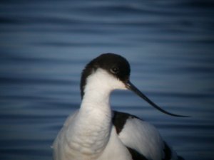 Pied Avocet