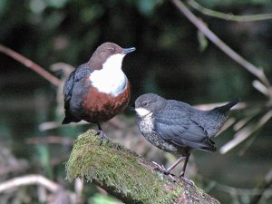 Dipper