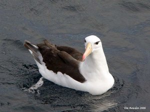 Black-browed Albatross