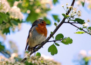 Springtime Robin