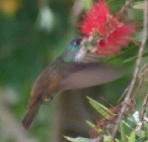 Azure-crowned Hummingbird feeding