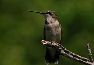 Ruby-throated Hummingbird