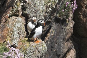 Pair of Puffins