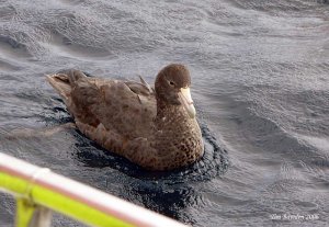 Southern Giant-Petrel