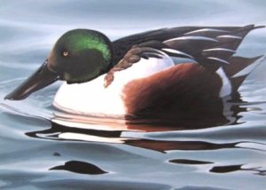 Northern Shoveler