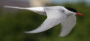 Arctic Tern