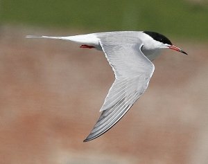 Common Tern