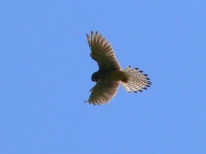 Hovering Kestrel